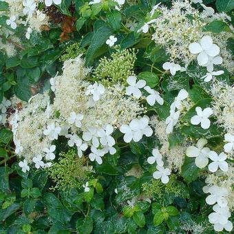 Hydrangea 'Inovalaur'