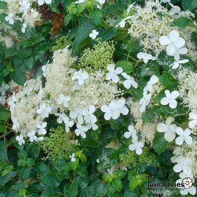 Hydrangea 'Inovalaur' - 