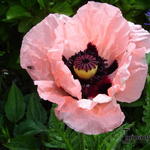 Papaver orientale 'Coral Reef' - 