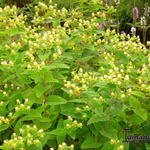 Hypericum 'Elite Amber' - 