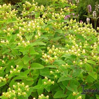 Hypericum 'Elite Amber'