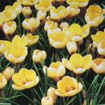 Crocus chrysanthus 'Romance' - 