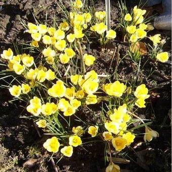 Crocus chrysanthus 'Romance'