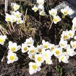 Crocus chrysanthus 'Miss Vain' - 