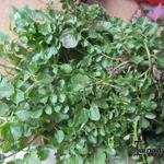 Cardamine hirsuta - 