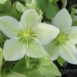 Helleborus x ericsmithii HGC 'Champion' - 