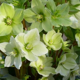 Helleborus x ericsmithii HGC 'Champion'