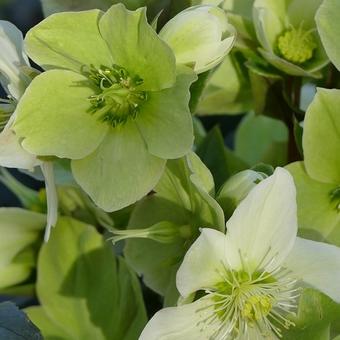 Helleborus x ericsmithii HGC 'Champion'