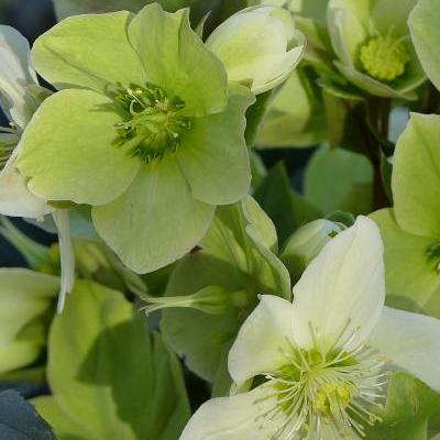 Helleborus x ericsmithii HGC 'Champion' - 