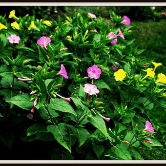 Mirabilis jalapa