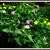 Mirabilis jalapa