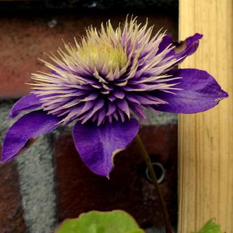 Clematis 'Multi Blue'