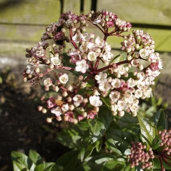 Viburnum tinus