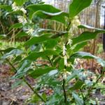 Sarcococca ruscifolia - Sarcococca ruscifolia