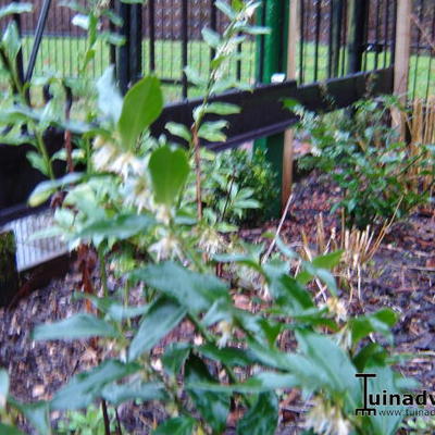 Sarcococca ruscifolia