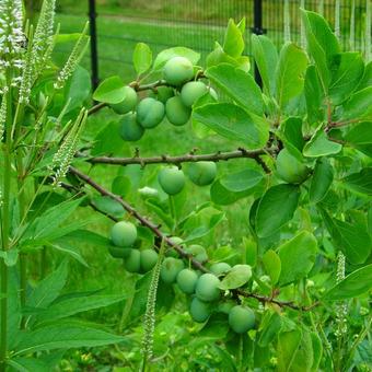 Prunus domestica 'Opal'