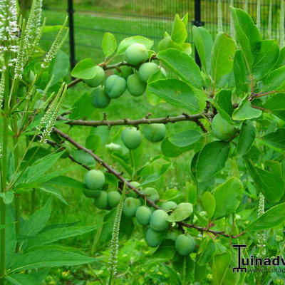 Prunus domestica 'Opal'