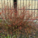 Spiraea japonica 'Firelight' - 