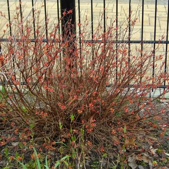 Spiraea japonica 'Firelight'