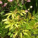 Sambucus racemosa 'Plumosa Aurea' - 