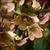 Helleborus x nigercors 'Candy Love'