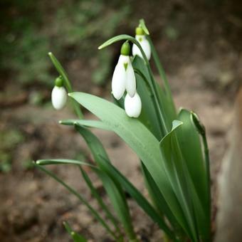 Galanthus elwesii