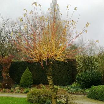 Cornus sanguinea 'Winter Beauty'