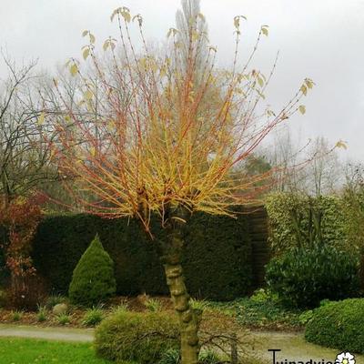 Cornus sanguinea &amp; - Cornus sanguinea 'Winter Beauty'