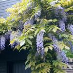 Wisteria - Chinesische Wisteria