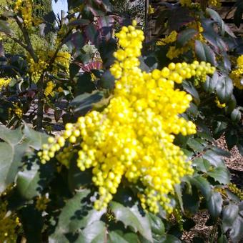 Mahonia aquifolium