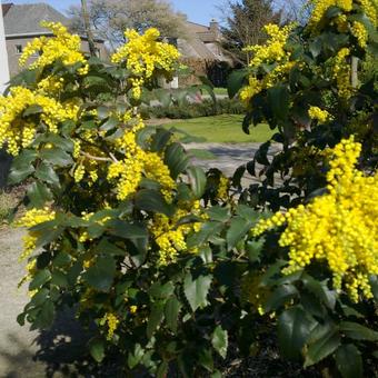 Mahonia aquifolium