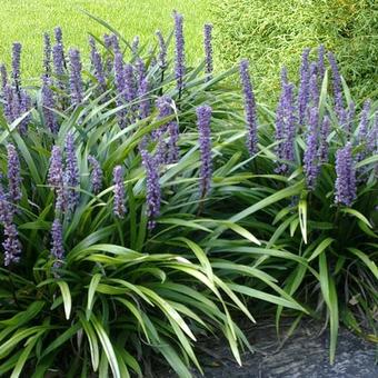 Liriope muscari