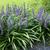 Liriope muscari