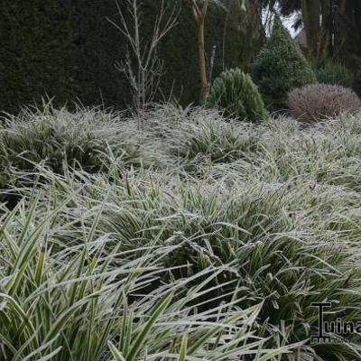 Carex morrowii - Japan-Segge - Carex morrowii