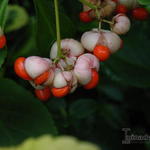 Euonymus - 