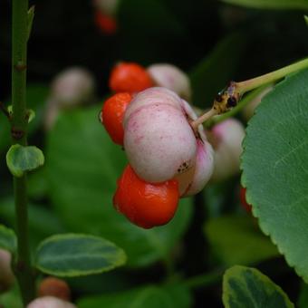 Euonymus