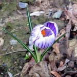 Crocus vernus 'King of the Striped' - 