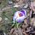 Crocus vernus 'King of the Striped'