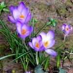 Crocus tommasinianus 'Barr's Purple' - 