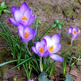 Crocus tommasinianus 'Barr's Purple'