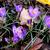 Crocus tommasinianus 'Barr's Purple'