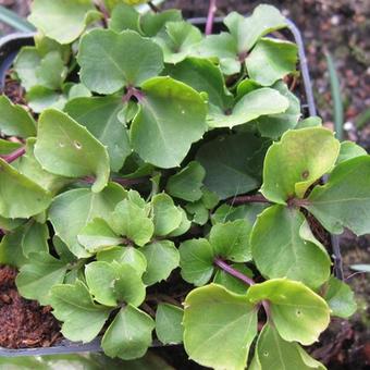 Cardamine trifolia