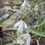 Galanthus nivalis 'Viridapice' - 