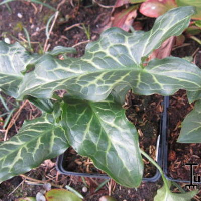 Arum italicum - Italienischer Aronstab - Arum italicum