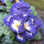 Primula polyanthus - 