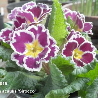 Primula vulgaris 'Sirocco'