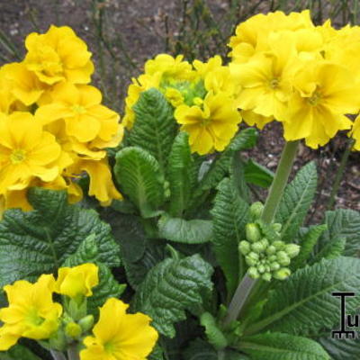 Primula veris 'Cabrillo' - 