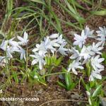 Scilla mischtschenkoana - 