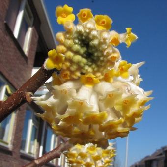 Edgeworthia chrysantha