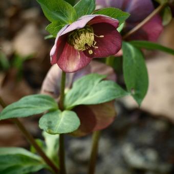 Helleborus orientalis